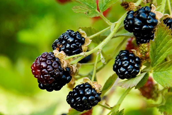 blackberry bush